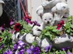 Andromeda - Siamese Kitten For Sale - Anza&comma; CA&comma; US