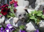 Sirius - Siamese Kitten For Sale - Anza&comma; CA&comma; US