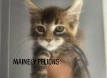 Marigold - Maine Coon Kitten For Sale - 