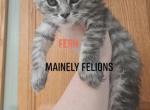 Fern - Maine Coon Kitten For Sale - 
