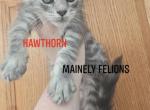 Hawthorn - Maine Coon Kitten For Sale - Rainier&comma; OR&comma; US