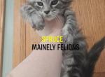 Spruce - Maine Coon Kitten For Sale - 