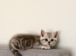 D - Scottish Straight Kitten For Sale - Bonney Lake&comma; WA&comma; US