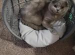 Sleepy - Scottish Fold Cat For Sale - Happy Valley&comma; OR&comma; US
