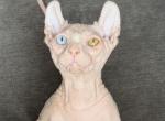 Odd Eyed Elf Male - Sphynx Kitten For Sale - 