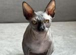 Black Sphynx Male - Sphynx Kitten For Sale - 