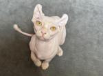 White Elf Female Sphynx - Sphynx Kitten For Sale - 