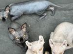 Sphynx Kittens - Sphynx Kitten For Sale - 