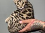 Lilys kitty - Bengal Kitten For Sale - Philadelphia&comma; PA&comma; US