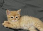 Golden - Domestic Kitten For Sale - Los Angeles&comma; CA&comma; US