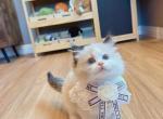Doll face Jasper - Ragdoll Kitten For Sale - Fontana&comma; CA&comma; US