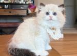 Doll face  Milo - Ragdoll Kitten For Sale - Fontana&comma; CA&comma; US