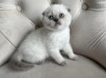 Blue point Scottish fold girl - Scottish Fold Kitten For Sale - Houston&comma; TX&comma; US
