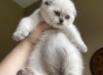 Blue point Scottish fold girl - Scottish Fold Kitten For Sale - Houston&comma; TX&comma; US