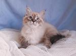 Dana - Siberian Kitten For Sale - Pembroke Pines&comma; FL&comma; US