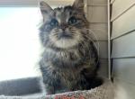 Gypsy - Siberian Cat For Sale - 
