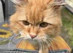 Nikola - Siberian Cat For Sale - Douglas&comma; MA&comma; US