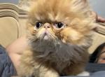 Persian red and white exotic LH - Persian Kitten For Sale - Palm Coast&comma; FL&comma; US