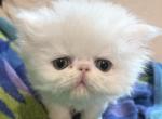 Persian exotic LH white male - Persian Kitten For Sale - Palm Coast&comma; FL&comma; US