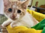 Andy - Domestic Kitten For Sale - 