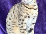 Taneesha - Savannah Cat For Sale/Service - Ellerbe&comma; NC&comma; US
