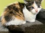 Fred - Domestic Kitten For Sale - 
