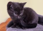 Molly - Domestic Kitten For Sale - 