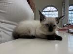 Sasha - Siamese Kitten For Sale - Lehigh Acres&comma; FL&comma; US