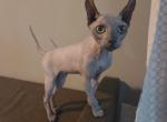 Meet Cosmic - Sphynx Kitten For Sale - Boston&comma; MA&comma; US