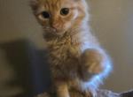 Female Siberian X Elf Sphynx Female - Siberian Kitten For Sale - Boston&comma; MA&comma; US