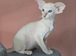 Marshaa - Oriental Kitten For Sale - New York&comma; NY&comma; US
