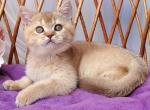 Ralf - British Shorthair Kitten For Sale - New York&comma; NY&comma; US