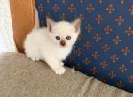 Rose - Ragdoll Kitten For Sale - Evansville&comma; WI&comma; US