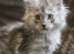 Iris - Maine Coon Kitten For Sale - MS&comma; US