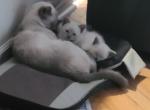 Lialas blues - Siamese Kitten For Sale - Garner&comma; NC&comma; US