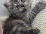 LOTOS IZ TVERSKOGO KNYAZHESTVA - Siberian Kitten For Sale - NY&comma; US
