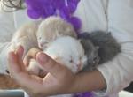 White and cream litter - Persian Kitten For Sale - 