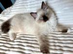 Louie - Ragdoll Kitten For Sale - Chicago&comma; IL&comma; US