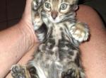 Co co's litter - Bengal Kitten For Sale - Spring Grove&comma; PA&comma; US