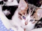 No names - Domestic Kitten For Sale - Hemet&comma; CA&comma; US
