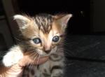 Mary's Litter - Bengal Kitten For Sale - Spring Grove&comma; PA&comma; US
