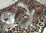 Bailey's litter - Bengal Kitten For Sale - Spring Grove&comma; PA&comma; US