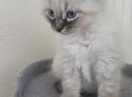 Shaggy - Scottish Straight Kitten For Sale - Kyle&comma; TX&comma; US