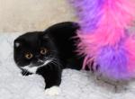 Minato - Exotic Cat For Sale - Enola&comma; PA&comma; US