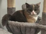 Mishka Udacha - British Shorthair Cat For Sale - Fort Pierce&comma; FL&comma; US