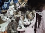 Keeley litter - Maine Coon Kitten For Sale - Chickamauga&comma; GA&comma; US