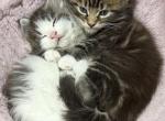 Keeley litter - Maine Coon Kitten For Sale - Chickamauga&comma; GA&comma; US