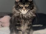 Litter B - Maine Coon Kitten For Sale - Sanford&comma; NC&comma; US