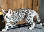 Beautiful Silver Male - Bengal Kitten For Sale - Hermann&comma; MO&comma; US