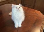 No name yet - British Shorthair Kitten For Sale - Carmel&comma; IN&comma; US